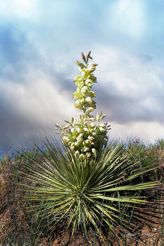 Yucca Art Print featuring the photograph Yucca in Bloom by Laura Terriere