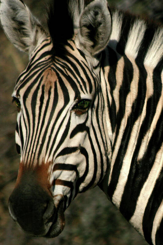 Zebra Art Print featuring the photograph Zebra Eye by Karen Zuk Rosenblatt