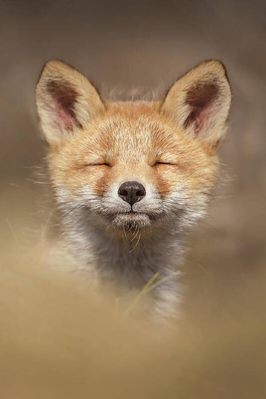 Zen Fox Art Print featuring the photograph Zen Fox Series - Zen Fox Baby by Roeselien Raimond