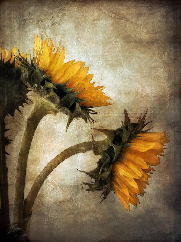 Vintage Sunflowers Art Print by John Rivera