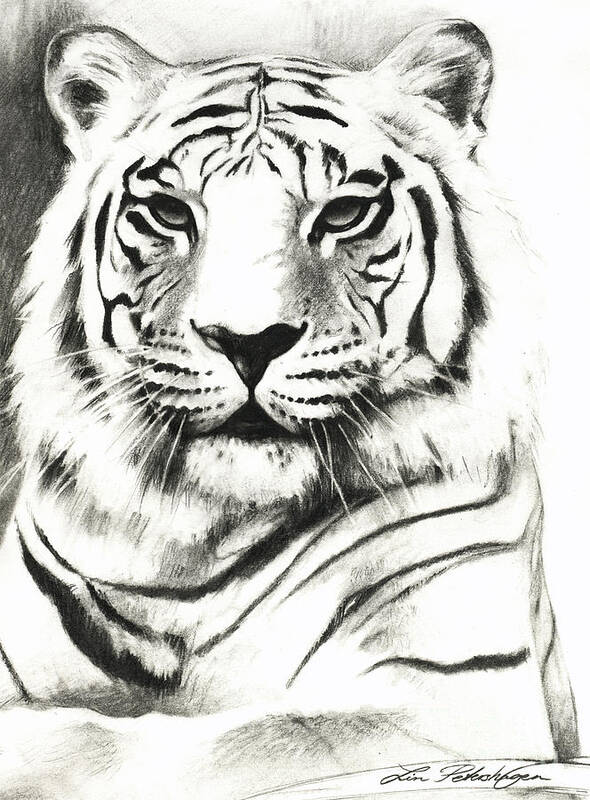White Tiger Drawings | Fine Art America
