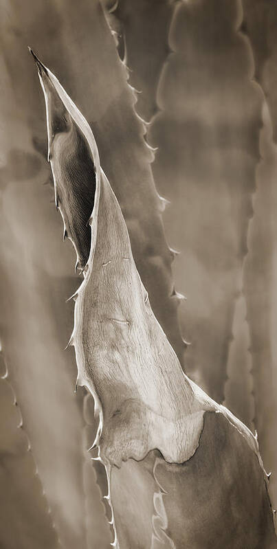 Agave Art Print featuring the photograph Agave Cactus by Bob Coates