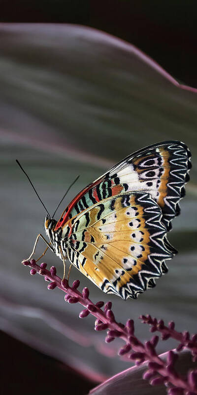 Alachua County Art Print featuring the photograph Dramatic Beauty #1 by Dawn Currie