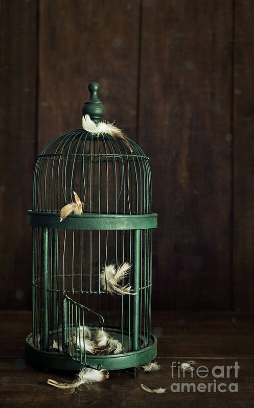 Atmospheric Art Print featuring the photograph Green birdcage with feathers #1 by Sandra Cunningham