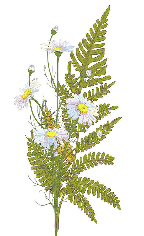 Flowerbed Art Print featuring the digital art Set Of Chamomile Daisy Bouquets White by Olga Ivanova
