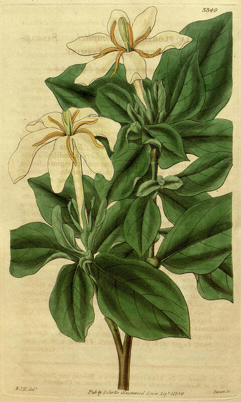 Botanical Art Print featuring the drawing Botanical Print By Sir William Jackson Hooker #55 by Quint Lox