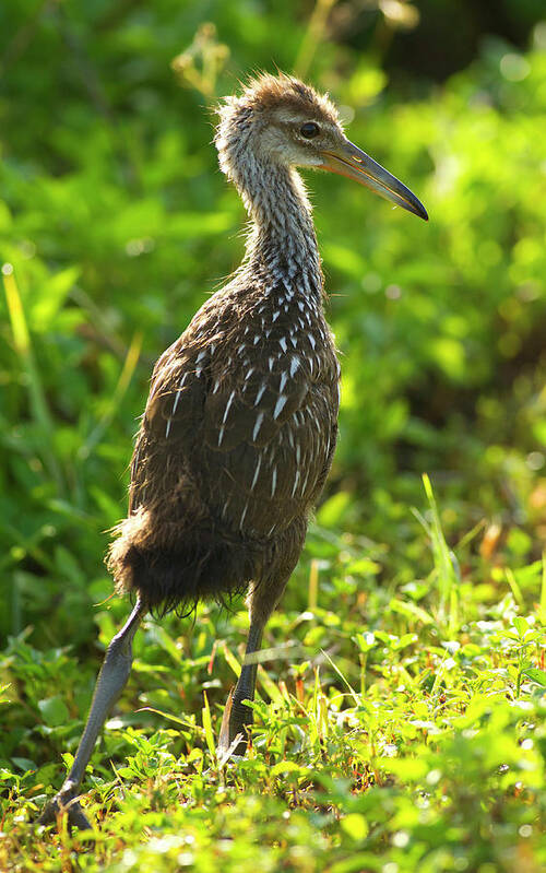 Aramus Guarauna Art Print featuring the photograph Limpkin Chick, Aramus Guarana, Viera #6 by Maresa Pryor