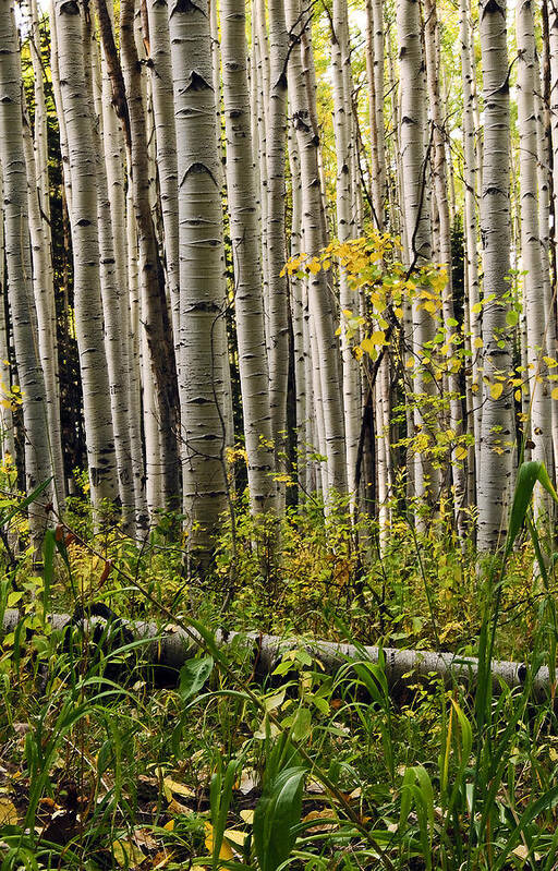 Eric Rundle Art Print featuring the photograph A Forest of Aspen by Eric Rundle