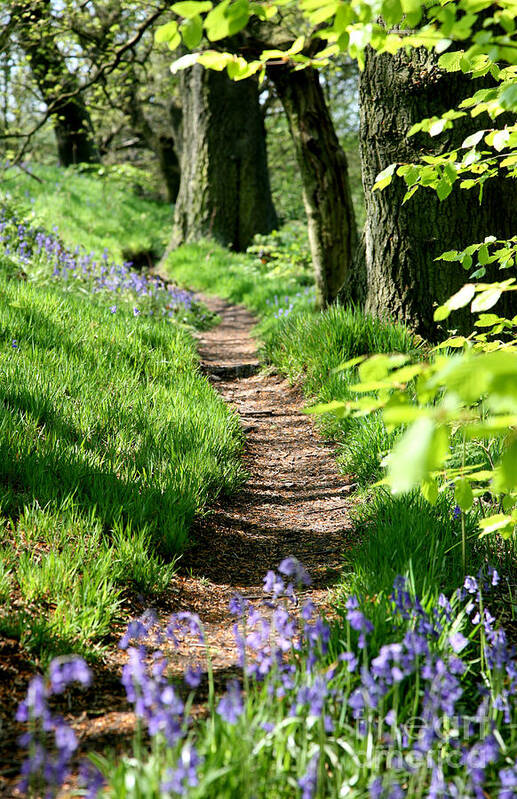 Spring Art Print featuring the photograph A path through an English Bluebell wood in early spring by John Keates