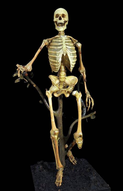 Model Art Print featuring the photograph Anatomical Skeleton Model by Javier Trueba/msf
