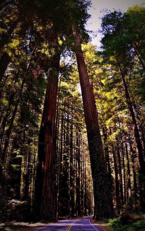 Majestic Art Print featuring the photograph Avenue of the Giants by Michelle Calkins