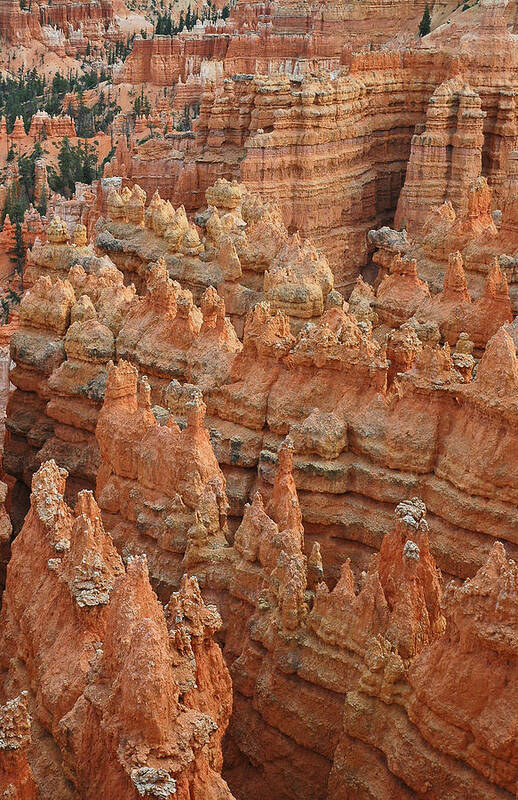 Bryce Canyon Photographs Art Print featuring the photograph Bryce Canyon National Park Formations with Trees by Bruce Gourley
