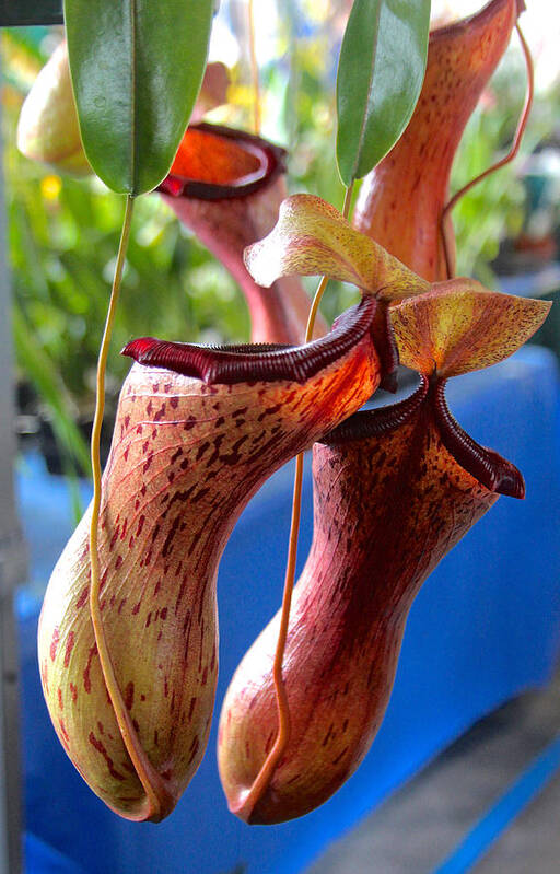 Pitcher Plant Art Print featuring the photograph Carnivorous Pitcher Plants by Venetia Featherstone-Witty