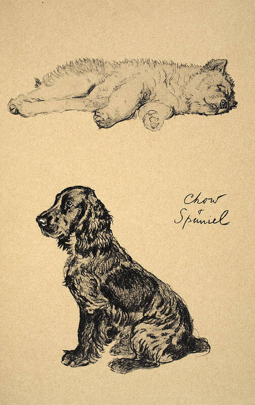 Dog Art Print featuring the drawing Chow And Spaniel, 1930, Illustrations by Cecil Charles Windsor Aldin