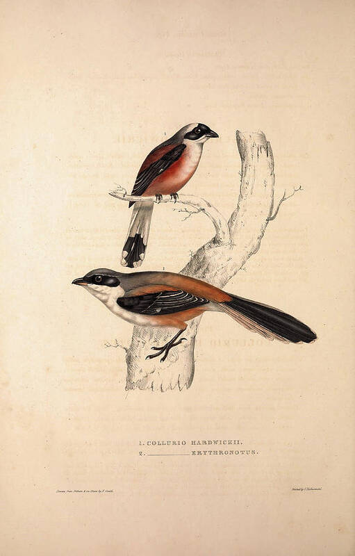 Collurio Hardwickii Art Print featuring the drawing Collurio Hardwickii, Collurio Erythronotus. Birds by Quint Lox