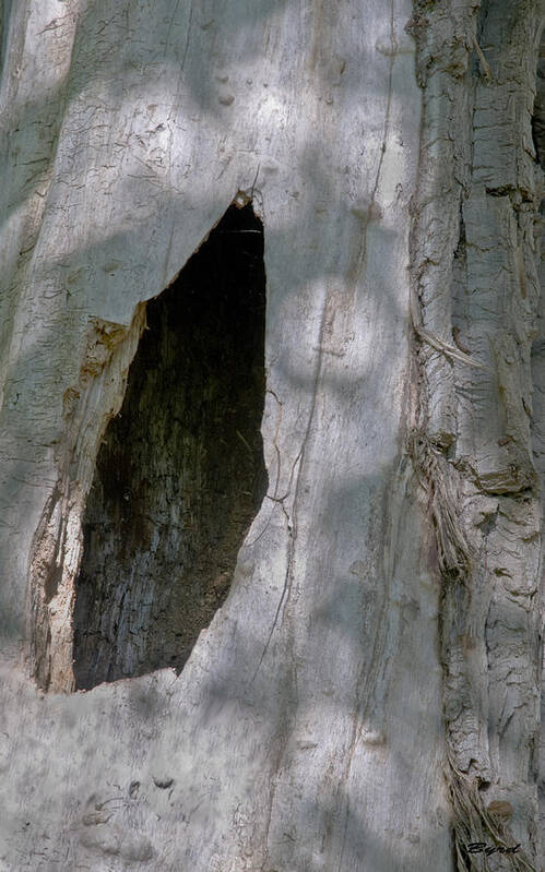 Log Art Print featuring the photograph Dappled light on a hollow log by Christopher Byrd