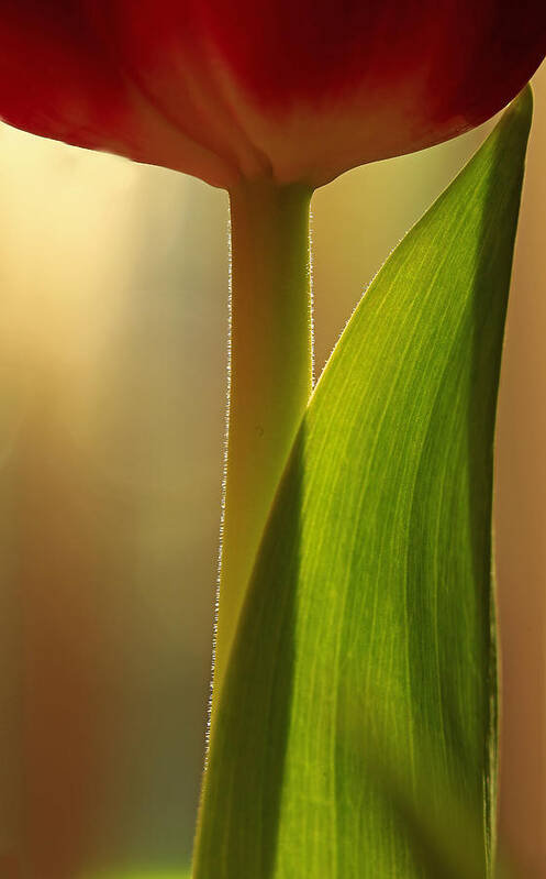 Flower Art Print featuring the photograph Vertical Tulip by Bob Cournoyer