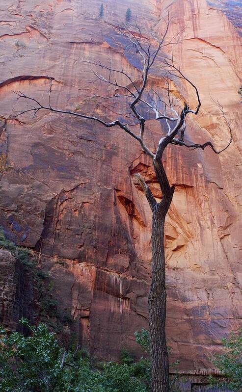 Zion National Art Print featuring the photograph Dead Tree in Zion by Stuart Litoff