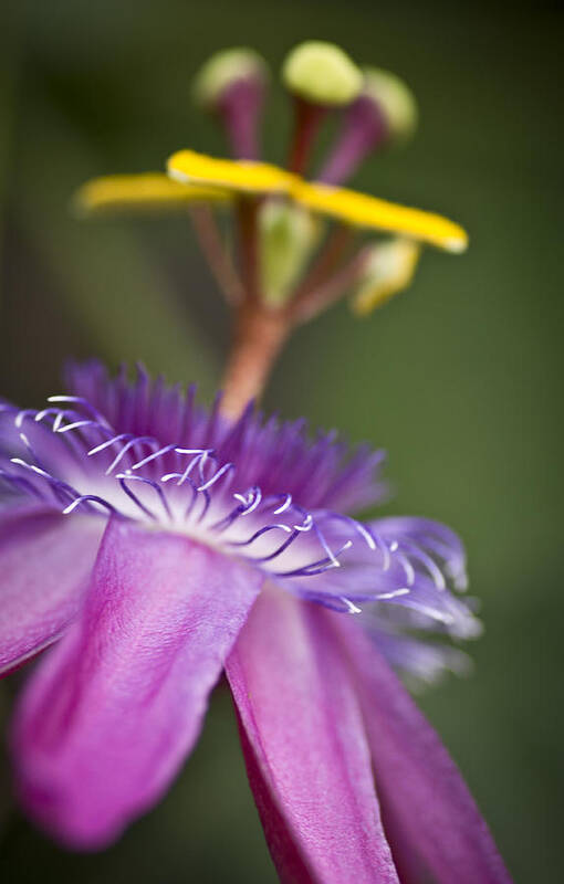  Passionflower Art Print featuring the photograph Dreamy Passion by Priya Ghose