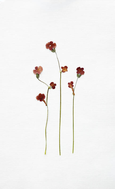 Dried Flowers Art Print by Agalma 