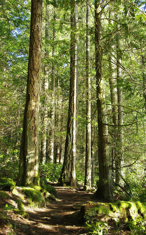 East Sooke Park Art Print featuring the photograph East Sooke Park Trail by Marilyn Wilson