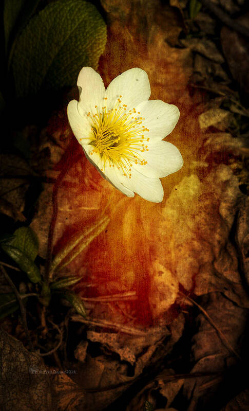 Wildflower Art Print featuring the photograph Eight Petal Dryas by Fred Denner