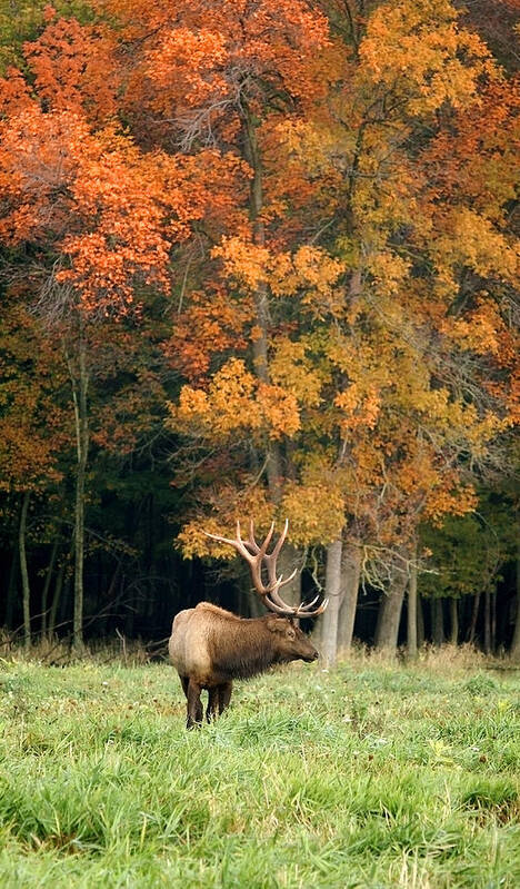 Elk Art Print featuring the photograph Elk with Autumn Colors by Larry Bohlin