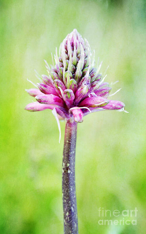 Forest Lily Art Print featuring the photograph Forest Lily by Neil Overy