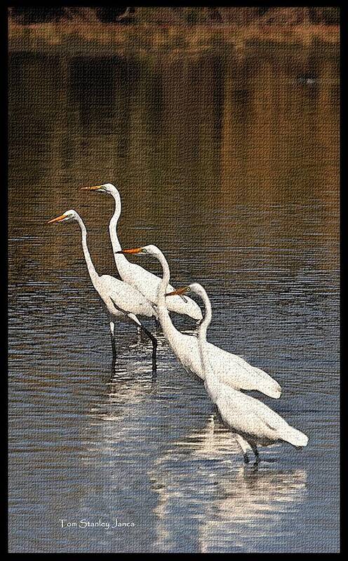 Four Egrets Fishing Art Print featuring the photograph Four Egrets Fishing by Tom Janca