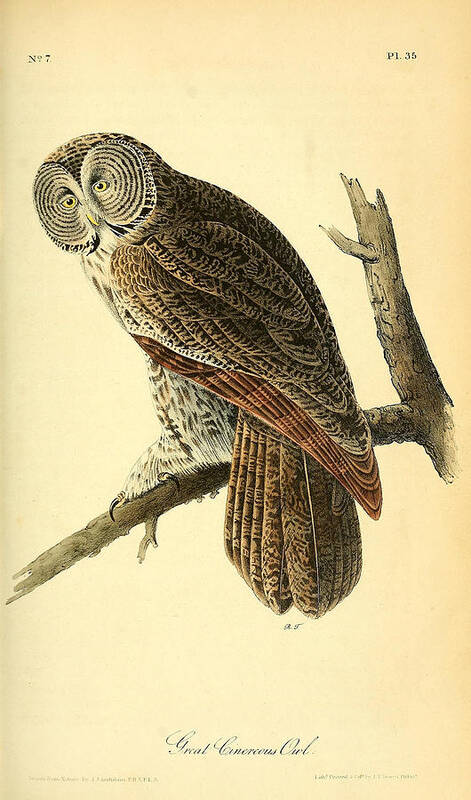 Audubon Art Print featuring the painting Great Cinerous Owl by Philip Ralley