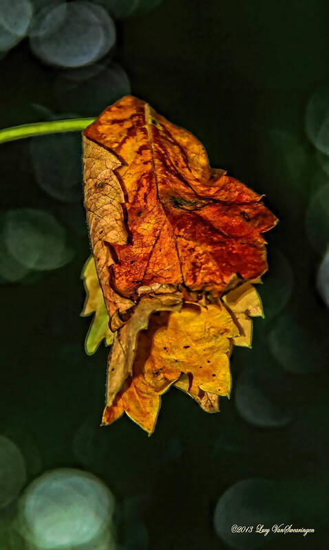 Fall Art Print featuring the photograph Hanging Gold by Lucy VanSwearingen