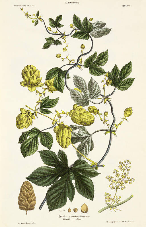 Hops Art Print featuring the drawing Hop Vine From The Young Landsman by Matthias Trentsensky
