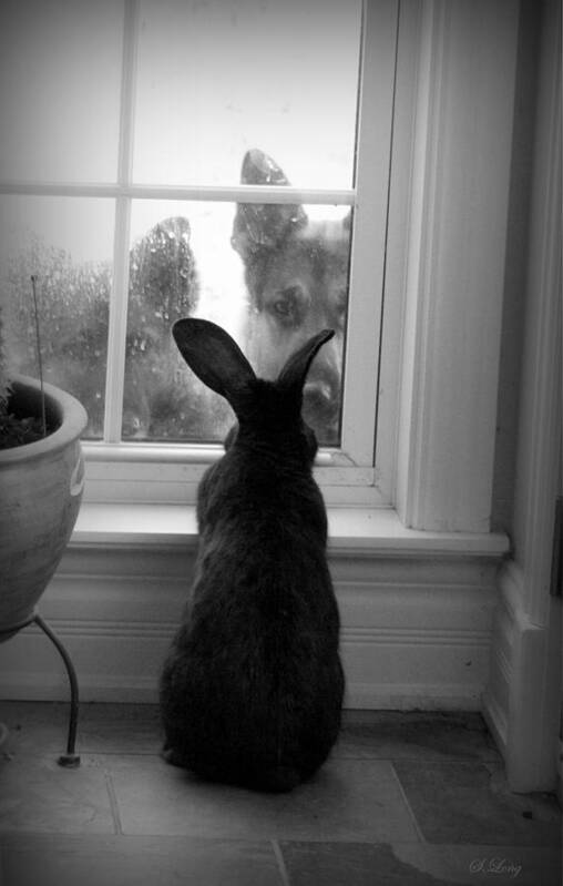 Rabbit Art Print featuring the photograph How much is the doggie in the window? by Sue Long