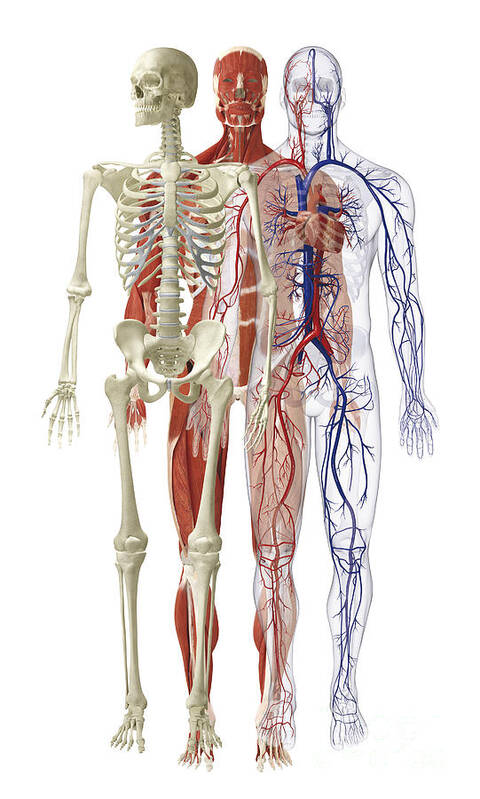 Anatomical Art Print featuring the photograph Human Body Systems, Illustration by Dorling Kindersley