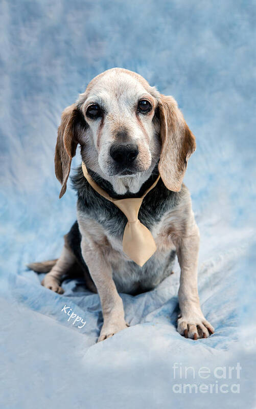 Beagel Art Print featuring the photograph Kippy Beagle Senior and Best Dog Ever by Iris Richardson