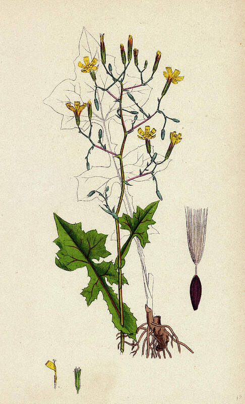 19th Century Art Print featuring the drawing Lactuca Muralis Ivy-leaved Lettuce by English School