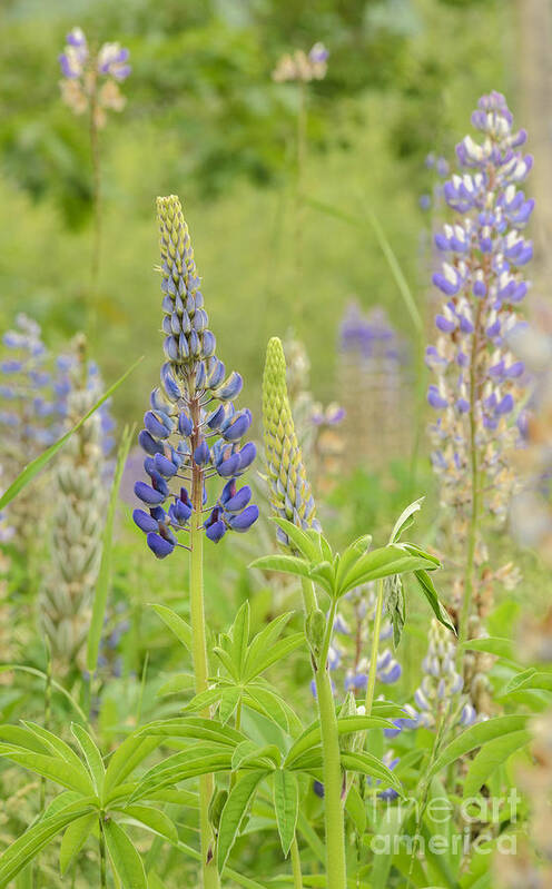 Lupine Art Print featuring the photograph Life Of A Lupine by Tamara Becker