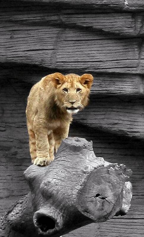 Zoos. Lions Art Print featuring the photograph Lion Cub by Cathy Harper