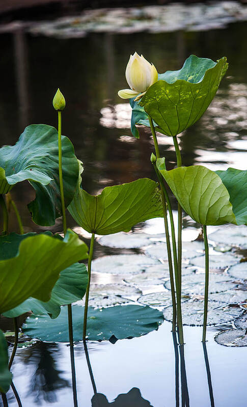 Mauritius Art Print featuring the photograph Lotuses in the Pond by Jenny Rainbow