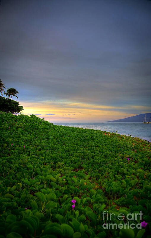 Maui Morning Art Print featuring the photograph Maui Morning by Kelly Wade