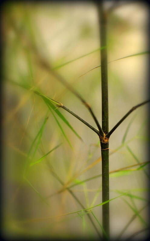 Cane Art Print featuring the photograph Mexican Weeping Bamboo Cane and Foliage by Nathan Abbott