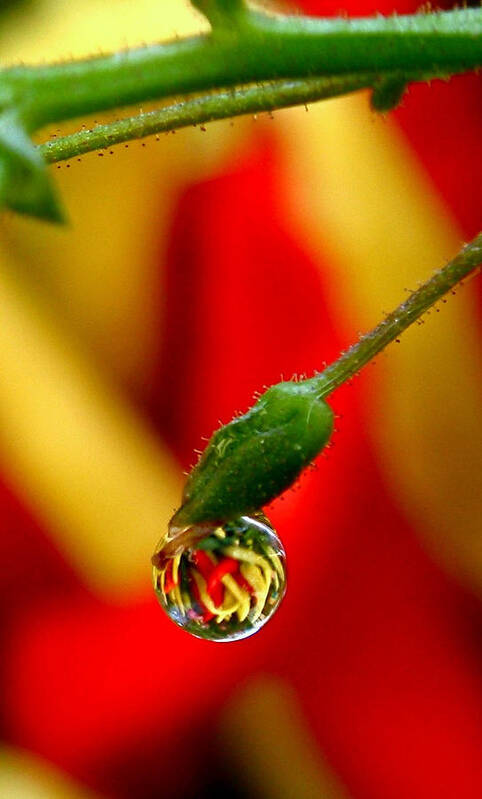 Rain Drop Art Print featuring the photograph One Raindrop by Rona Black