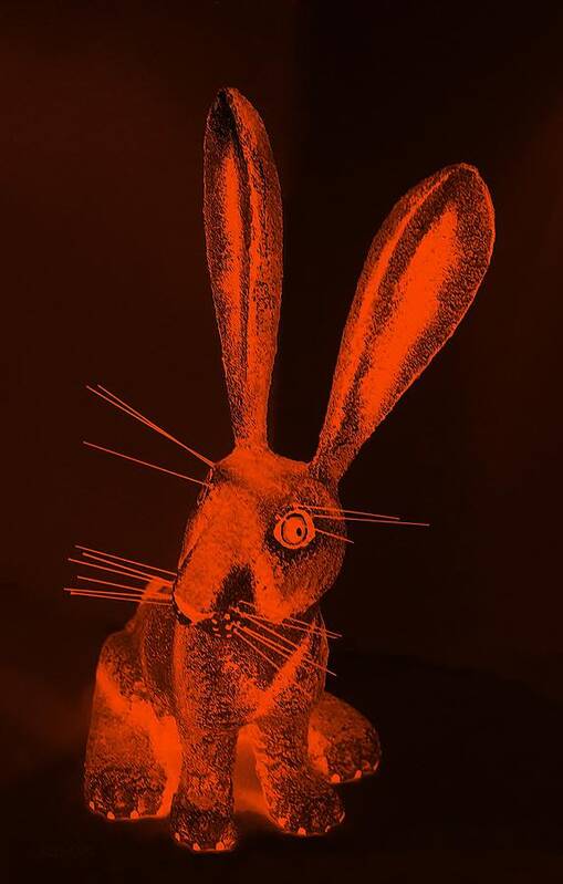 Rabbit Art Print featuring the photograph Orange New Mexico Rabbit by Rob Hans