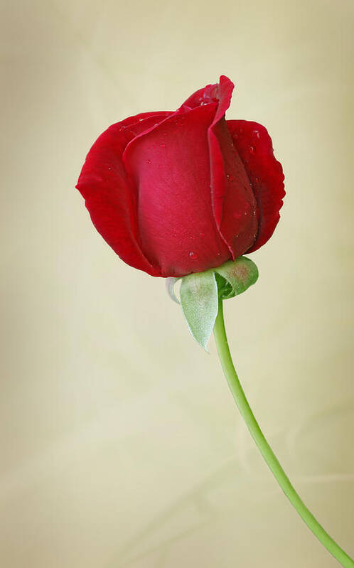 Rose Art Print featuring the photograph One Red Rose by Sandy Keeton