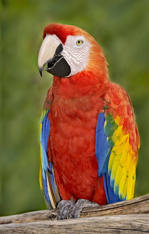 Amazon Art Print featuring the photograph Scarlet Macaw Parrot by Susan Candelario