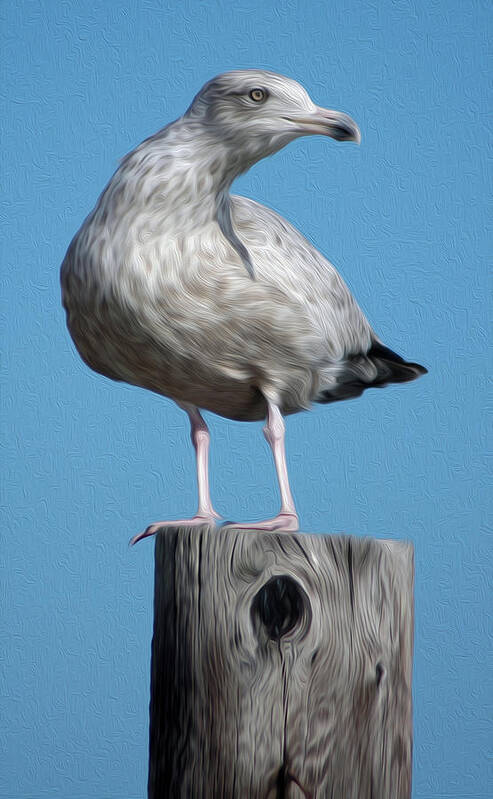 Seagull Art Print featuring the digital art Seagull by Kelvin Booker