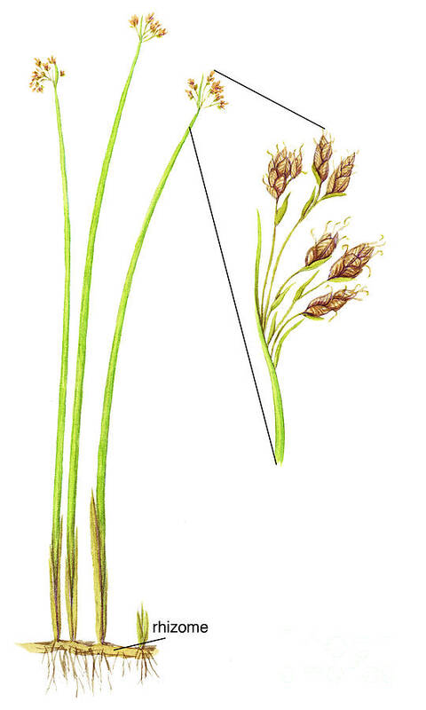 Softstem Bulrush Art Print featuring the photograph Softstem Bulrush by Carlyn Iverson