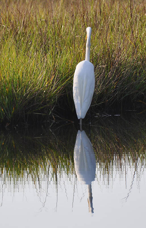 Bird Art Print featuring the photograph Standing Tall by Bruce Gourley