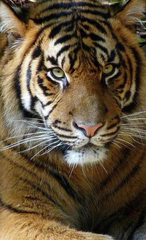 Sumatran Tiger Art Print featuring the photograph Sumatran Tiger Junior by Margaret Saheed