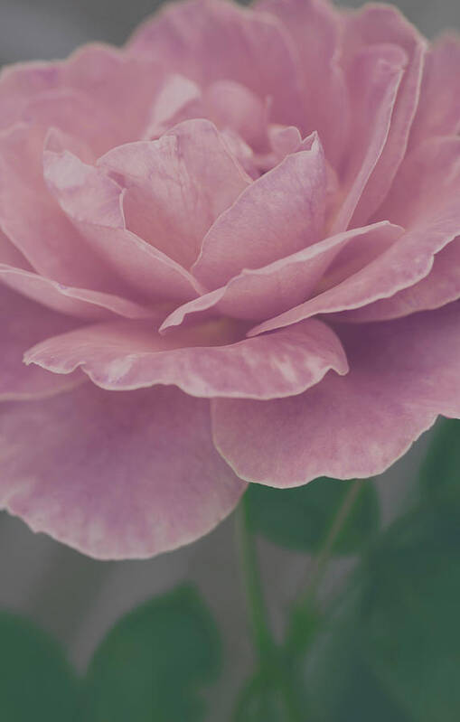 Rose Art Art Print featuring the photograph Sweetly by The Art Of Marilyn Ridoutt-Greene